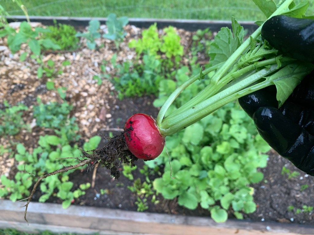 Radishes